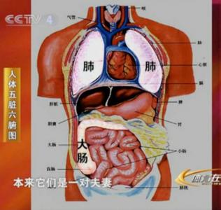 五脏六腑的拼音 五脏六腑皆有音