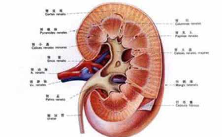 肾结石并发症有哪些 肾结石并发症有哪些 肾结石的并发症有哪些