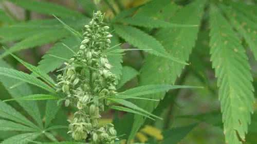 北京 警察 大麻 梦见警察在追大麻 梦见大麻