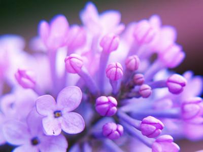 丁香对孕妇有影响吗 孕妇能吃丁香吗