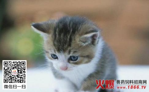 宠物猫的生活习性