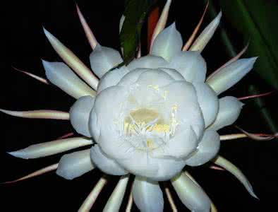 五绝 五绝 白莲