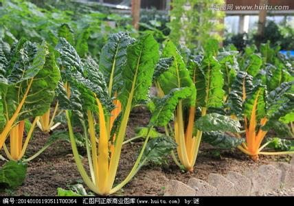 黄叶甜菜 黄甜菜是什么？