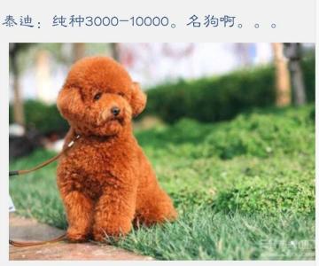 泰迪犬养多久才认主人 泰迪犬好养吗