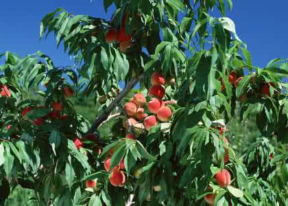 梦到桃树 梦到桃树 梦到种桃树