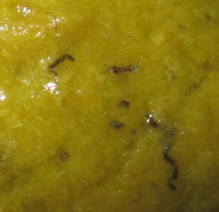 婴儿褐色大便 婴儿大便褐色 婴儿大便褐色吃什么好