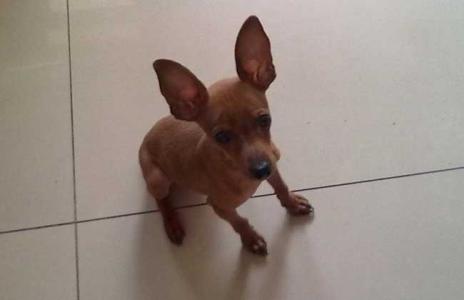 小鹿犬适合什么人养 小鹿犬怎么训练