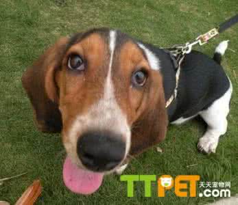 巴吉度猎犬好养吗 巴吉度好养吗 巴吉度猎犬好养吗,巴吉度猎犬怎么养?