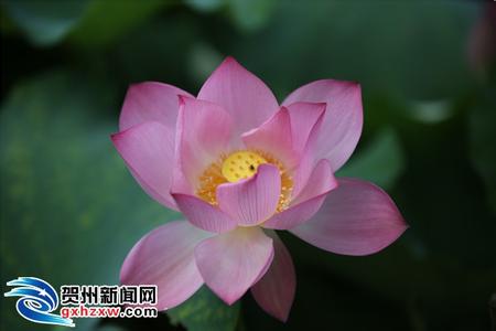 好一朵美腻的白莲花 【转载】我是一朵盛开的莲花，只为你绽放前世的芬芳