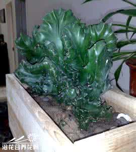 金麒麟花怎么养殖 金麒麟的养殖方法 金麒麟花养殖方法