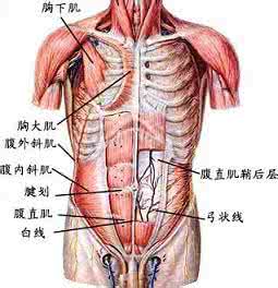 腹壁厚 腹壁厚 腹壁厚会有什么影响?