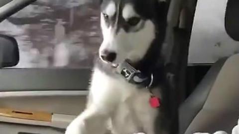 狗狗是如此的爱着人类 如果你深深爱着的人 那些被狗子深深爱着的幸福瞬间……