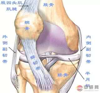 膝关节响疼痛 膝关节疼痛还喀喀响？