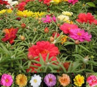松叶牡丹什么时候开花 从种子到盆栽，天天开花的松叶牡丹（太阳花）