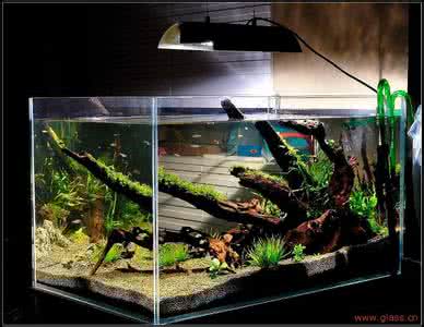 水族箱专用玻璃胶 水族箱用什么玻璃?