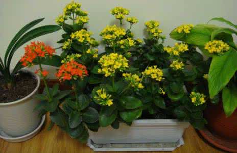 紫盆花种植 盆花种植养护施工方案 秋季盆花的养护方法