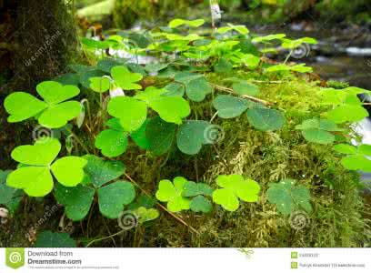 爱尔兰 爱尔兰树叶（111）