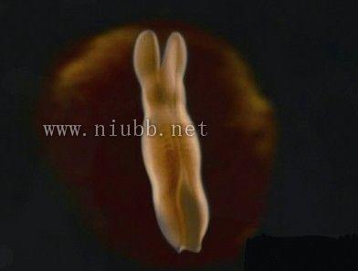 我真是大明星 菠萝 菠萝在线健康科普会,就在明晚