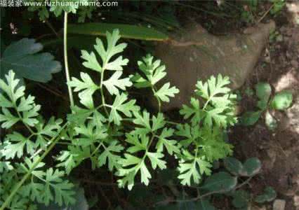 芹叶铁线莲 芹叶铁线莲 芹叶铁线莲的介绍 芹叶铁线莲的特点