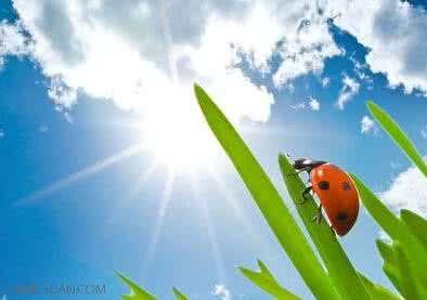 大暑清热利湿养生系列 大暑会热几天