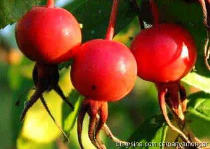 中国野生水果大全 转载 中国野生水果大全