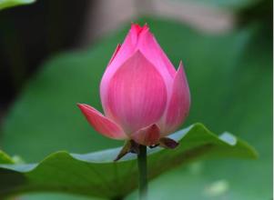 医普共读 | 6.27共读：小病的治疗只需蜻蜓点水