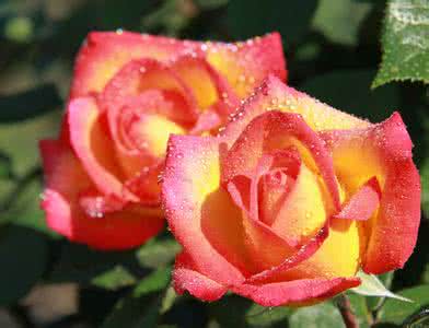 月季花的资料 月季花的资料大全