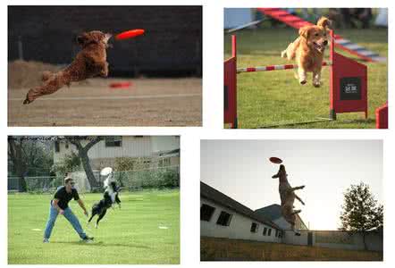 宠物狗训练方法 1篇 全球权威宠物训狗方法