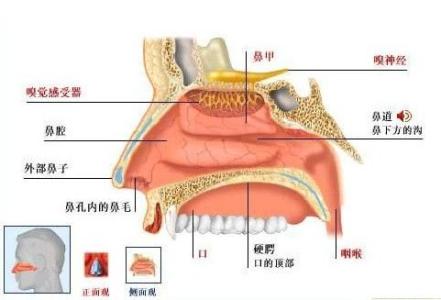 鼻炎鼻粘膜出血 原来鼻炎是这么来的，请问你的粘膜还好吗？