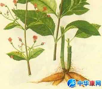 玄参甘草麦冬桔梗泡茶 玄参的功效与作用 玄参的功效与作用 玄参甘桔茶的做法