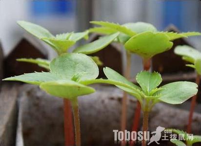 凤仙花的生长过程 凤仙花的生长过程 凤仙花的生长过程图片介绍