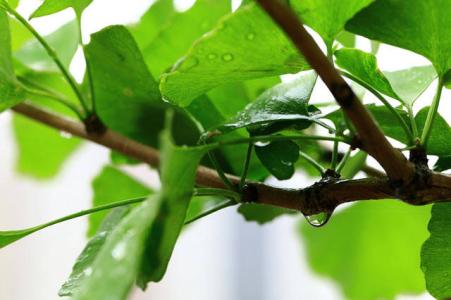 天街小雨润如酥 天街小雨润如酥 草色遥看近却无 “天街小雨润如酥,草色遥看近却无。”下列选项中与上述诗句包含同一哲理的是A.桐花万里丹山路,