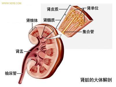 肾小球肾炎治疗方法 肾小球肾炎的病因 肾小球肾炎的症状与治疗