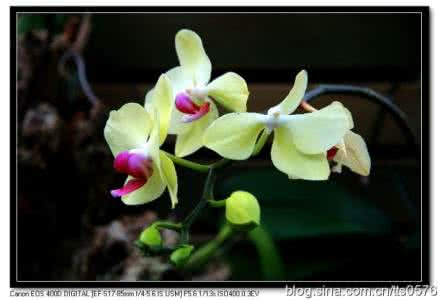 和兰花在一起 with an orchid With An Orchid《和兰花在一起》的欣赏_with an orchid