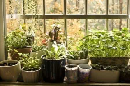 纯植物化妆品排行榜 室内吸毒植物排行榜