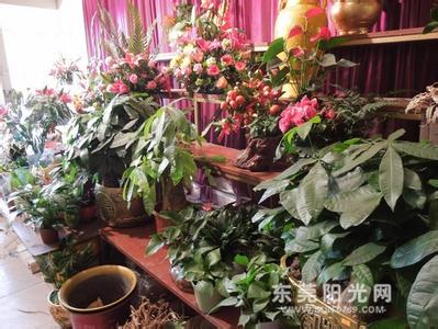家居养花与风水 家居养花 【家里养什么花好】家居养花宜与忌