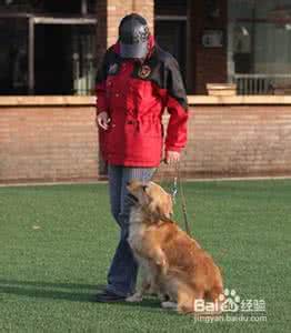 狗狗服从训练 狗狗服从训练 怎么训练狗狗服从主人？