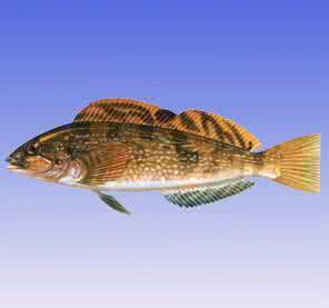 大泷六线鱼 大泷线鱼