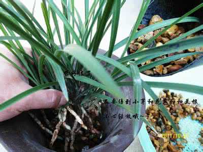 兰花的栽培与管理 兰花怎么养:兰花栽培管理11.29更新