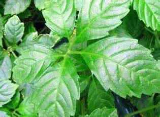 绞股蓝降血压 【养生】神仙草绞股蓝降压有奇效