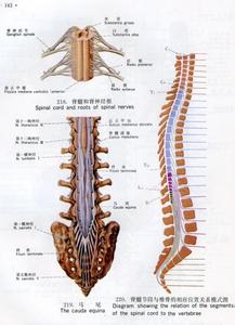 脊髓损伤如何恢复 脊髓损伤 脊髓损伤是如何造成的
