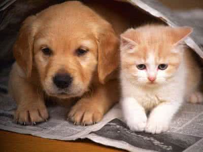 养猫好还是养狗好风水 养猫狗的注意了宠物风水多种禁忌搞不好会破财!