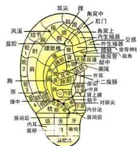 生土豆汁治病实例 耳穴治病一学就会 耳穴压豆法的治病原理