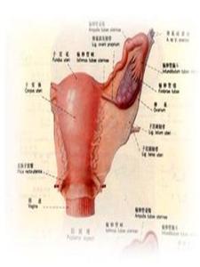 左侧附件囊肿症状 左侧附件囊肿 左侧附件囊肿症状是什么
