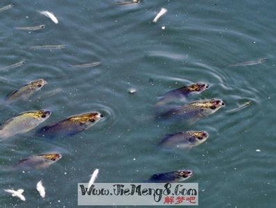 周公解梦梦到抓鱼 梦到捉鱼 周公解梦梦见抓鱼