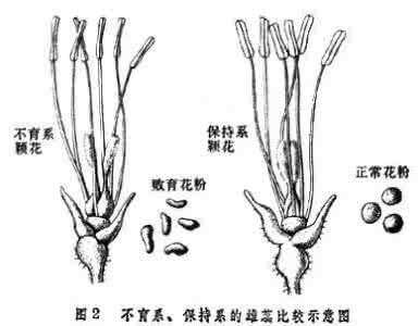 花粉败育 败育的