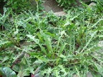 有毒野菜图片大全 如何识别有毒野菜