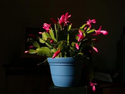 蟹爪兰嫁接方法配图 蟹爪兰的养殖方法和注意事项