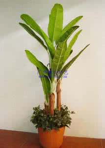 红了樱桃绿了芭蕉小说 小芭蕉 芭蕉