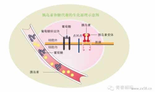 蔡长福真的能治愈癌症 蔡长福谈三高症（五） 高血脂是怎么形成的